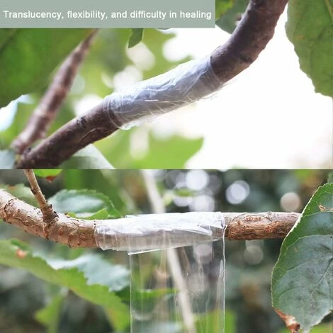 2 Pieces Grafting Tape, 100m X 3cm Self Adhesive Nursery Grafting Biodegradable Stretchable Tape Film Tape For Plant Repair, Grafting Trees Co.ukuit Flower Vegetable, Clear SOEKAVIA 2 2 Pieces Grafting Tape, 100m X 3cm Self Adhesive Nursery Grafting Biodegradable Stretchable Tape Film Tape For Plant Repair, Grafting Trees Co.ukuit Flower Vegetable, Clear SOEKAVIA - Image 2